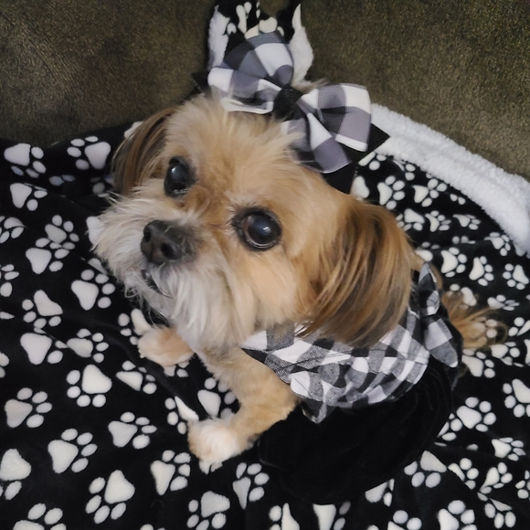 Meet your Posher, Tina - Picture 2 of 4